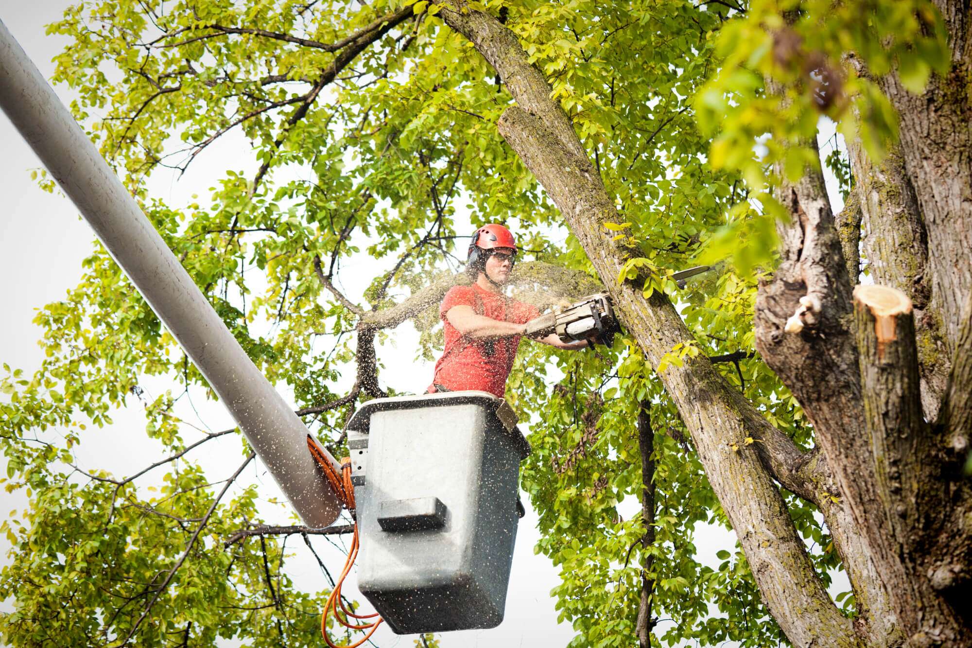 What Summer Heat Is Really Doing to Your Trees
