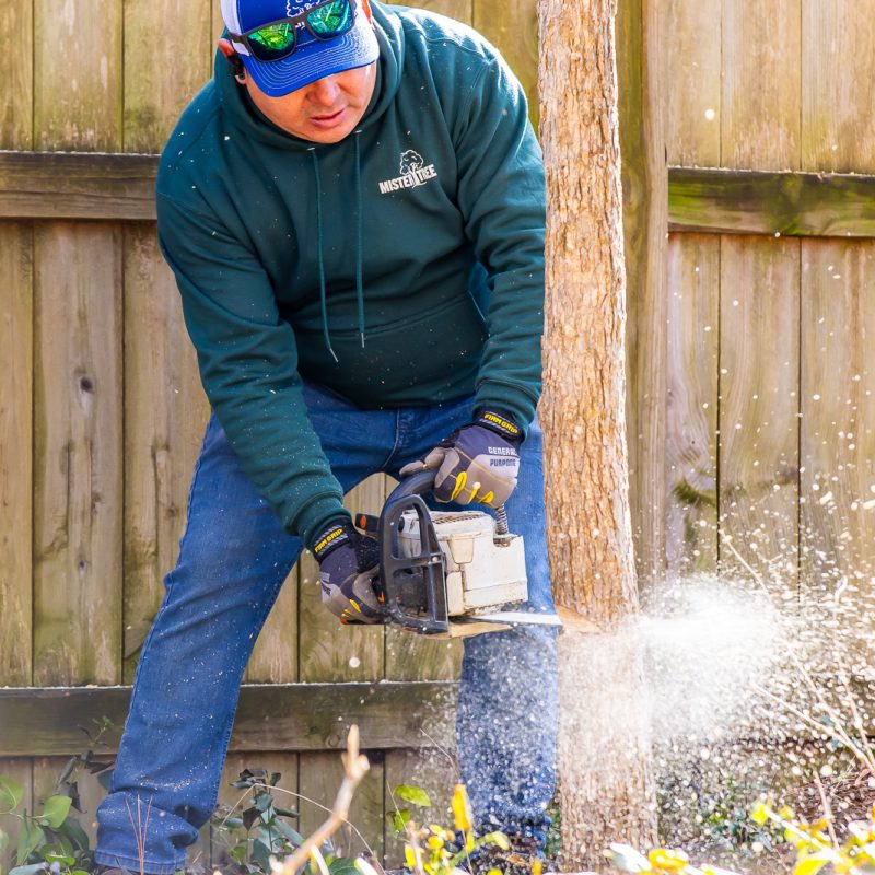 Tree being dismantled piece-by-piece next to suburban home in Lakeland
