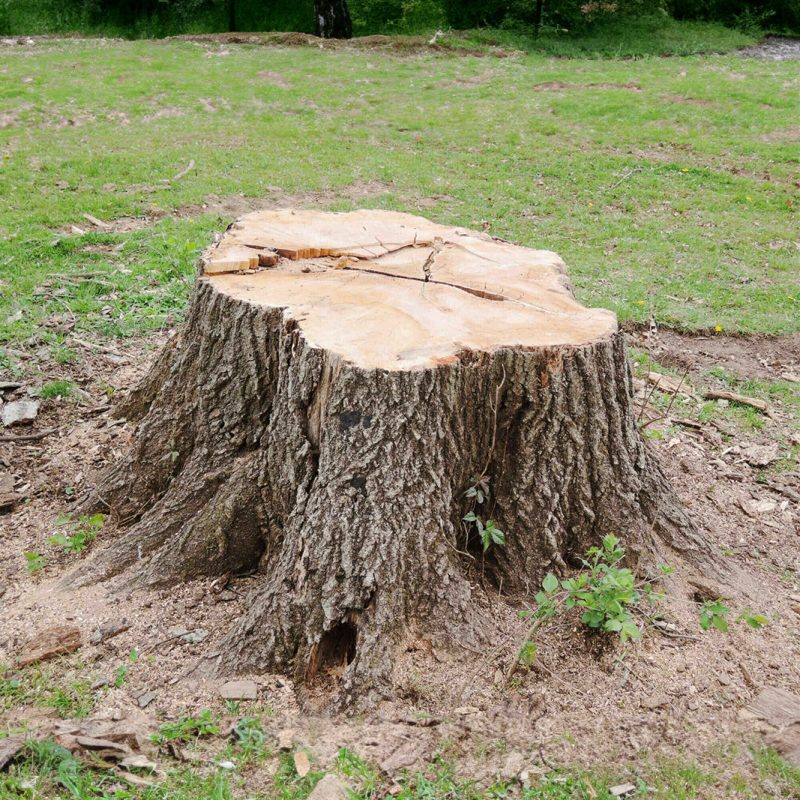 Mister Tree technician grinding stump after tree removal to prep lawn for reseeding
