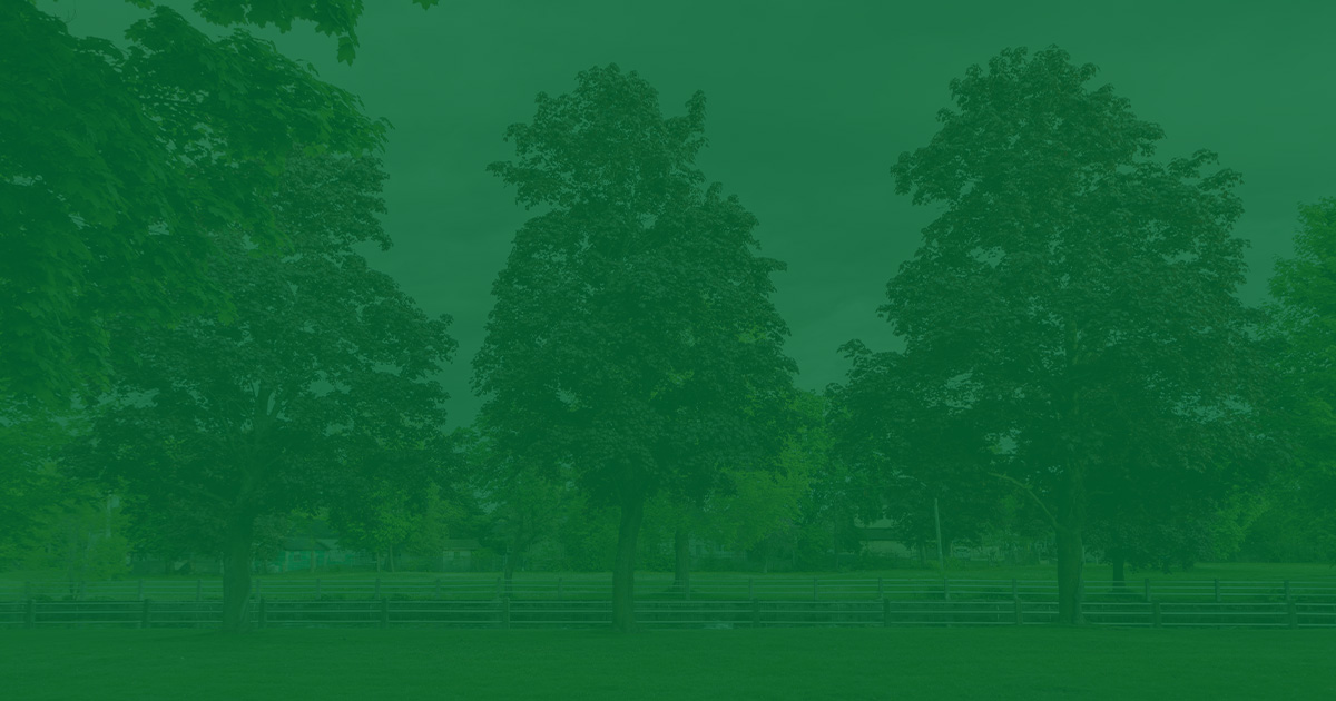 Tree Health in Memphis, TN: 7 Warning Signs of a Dying Tree